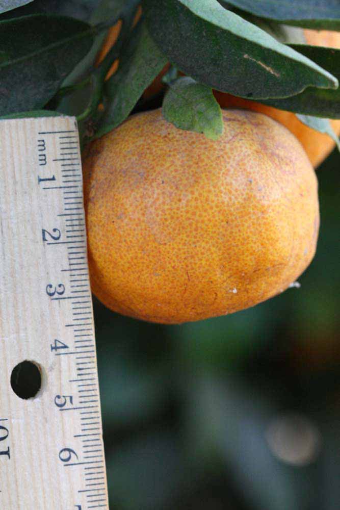            Fruit (Riverside, CA)   